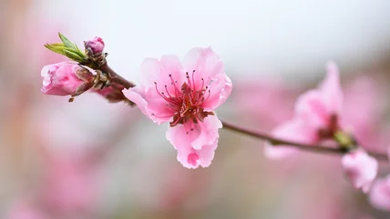 Hãy làm cho bánh của bạn trông giống như cây Xuân Hoa với một cây đơn giản Mẹo