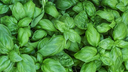 Hướng dẫn cuối cùng bạn cần để nấu ăn với Basil