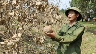 Khẩn trương ban hành Thông tư hướng dẫn cơ cấu nợ cho khách hàng bị ảnh hưởng bởi bão Yagi