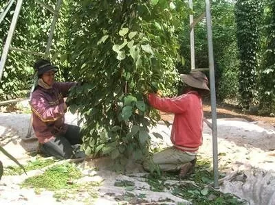 Thúc đẩy thương hiệu 'Hồ tiêu Lộc Ninh' phát triển