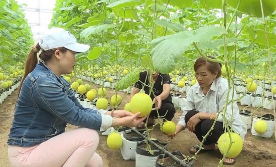 Thanh Hóa: Sản phẩm OCOP khơi dậy tiềm năng, tạo sinh kế cho người nông dân