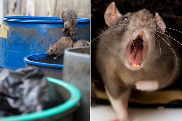 'Rats kích thước của con mèo quảng trường lên đến lao động thùng rác những người bị cắn và trầy xước '