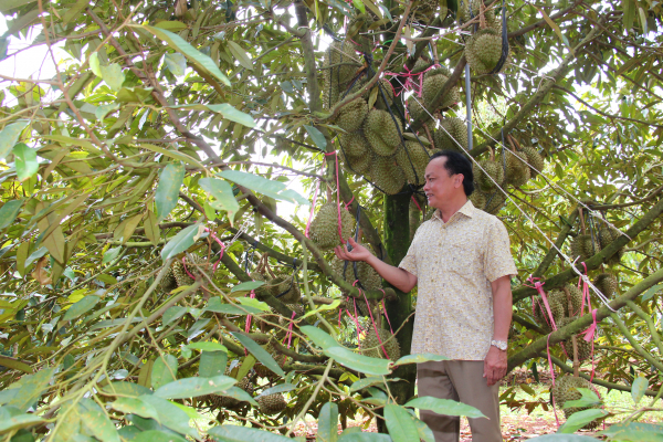 Xây dựng cộng đồng sản xuất có trách nhiệm ở vựa sầu riêng Krông Pắc