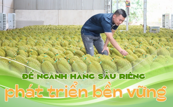 Để ngành hàng sầu riêng phát triển bền vững