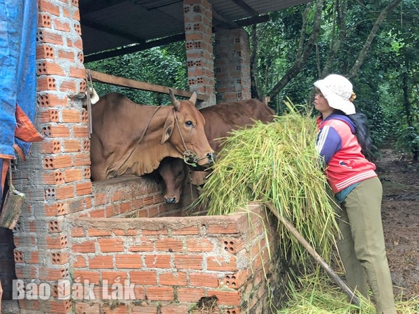 Chăm lo đời sống đồng bào dân tộc thiểu số ở Krông Ana