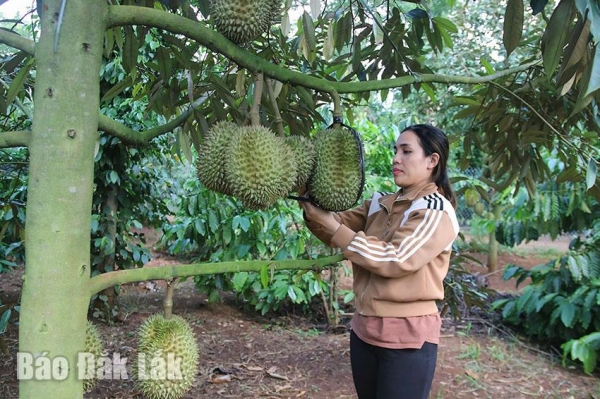 Huyện Cư Kuin: Giảm nghèo từ các mô hình kinh tế hiệu quả