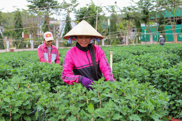 Hoa Tết vào vụ