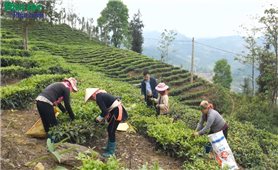 Tạo sinh kế cho người dân vùng cao từ các mô hình nông nghiệp hiệu quả