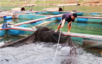 Sơn La: Tăng cường tuyên truyền về chính sách hỗ trợ sản xuất thuộc Chương trình MTQG 1719