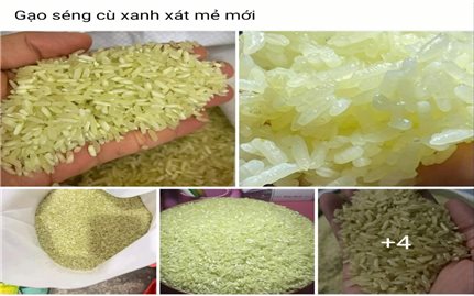 Thực hư về gạo Séng cù xanh gây sốt trên thị trường