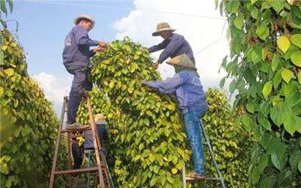 Giá cà phê, hồ tiêu tăng cao kỷ lục