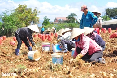 Nông dân đau đầu vì khoai tây Trung Quốc được trộn đất đỏ, giả khoai Đà Lạt