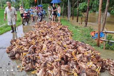 Hàng nghìn con gà bị chết do mưa lũ ở Yên Bái