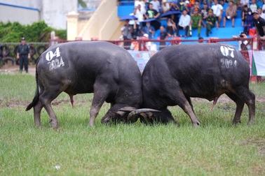 Hàng vạn người đổ về Hải Phòng xem lễ hội chọi trâu Đồ Sơn