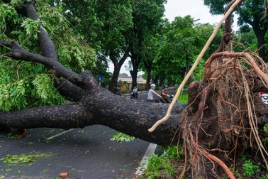 Công nhân làm việc hết công suất dọn dẹp cây đổ sau bão Yagi