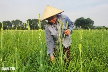 Trồng loài hoa "quý tộc", nông dân thu lãi gấp 4 lần cấy lúa