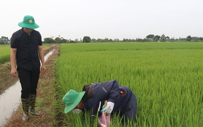 Con vật quái ác tàn phá cánh đồng, nông dân Hải Dương thuê hẳn một doanh nghiệp về làm hợp đồng tiêu diệt