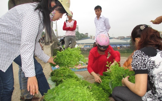 Một loại rau rừng ở Cao Bằng, dân vặt lá, hái hoa về nấu canh, ngọt như mì chính, húp vài thìa tỉnh cả người