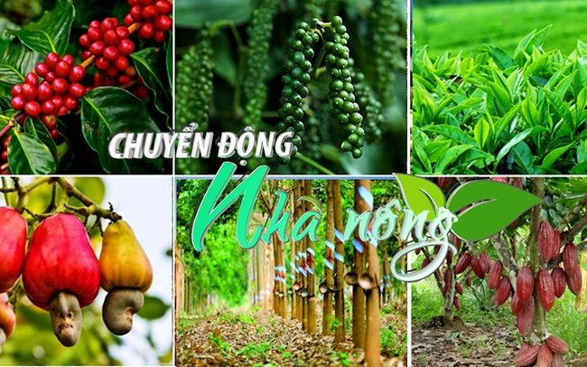 Chuyển động Nhà nông 17/2: Đặt mục tiêu xuất khẩu 6 loại cây công nghiệp chủ lực đạt 14-16 tỷ USD vào 2030