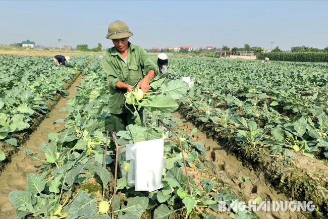 Trồng cây vụ đông ở Hải Dương, chưa thu hoạch thương lái đã đặt mua cả ruộng giá 8 triệu/sào