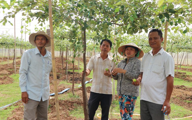 Ninh Thuận: Quỹ Hỗ trợ nông dân đang giúp nông dân tăng thu nhập, xây dựng mô hình kinh tế tập thể