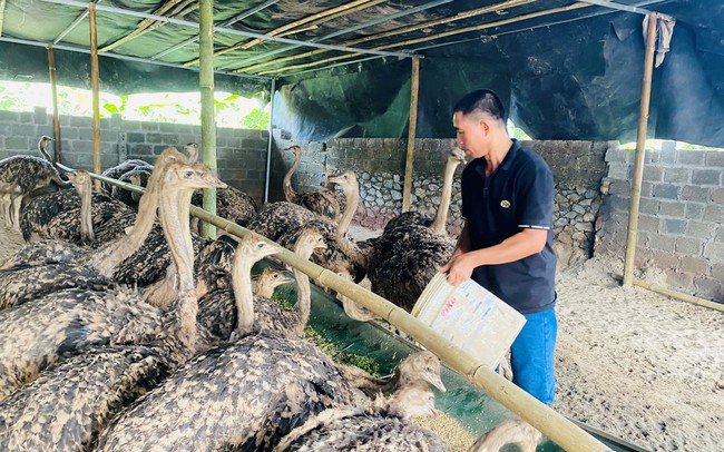 Loài chim khổng lồ là giống nhập ngoại, ông nông dân Hòa Bình nuôi như nuôi gà, hễ bán một con giống có tiền triệu