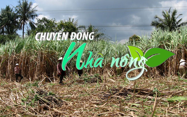 Chuyển động Nhà nông 5/1: Đầu tư 430 tỷ đồng cho vùng nguyên liệu mía