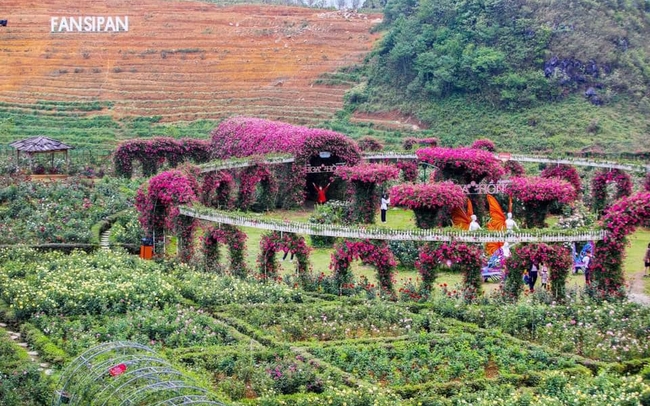 Triệu đóa hồng tình yêu ở Sa Pa thu hút du khách trong và ngoài nước