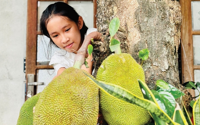 Vườn ở Huế thường trồng loại cây ra trái to bự, múi quả chín thơm khắp làng, cắn ngập chân răng ra mật ngọt