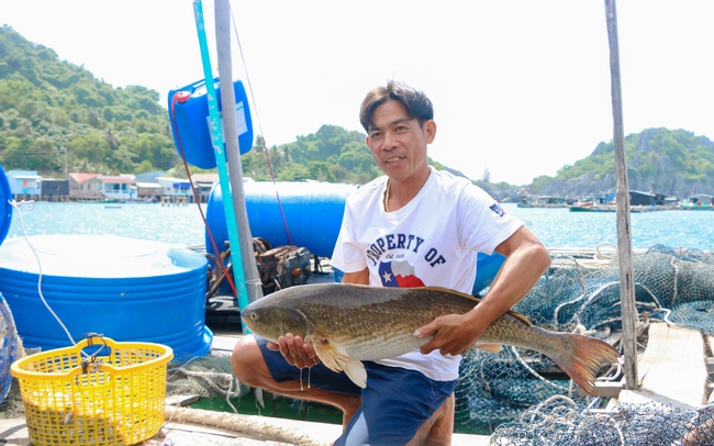 Hội Nông dân Kiên Giang xây dựng nhiều kinh tế tập thể từ Quỹ Hỗ trợ nông dân