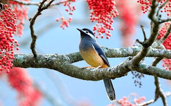 Phúc lộc đi cùng năm tháng: 5 con giáp càng già càng may mắn, suôn sẻ, không lo cơm ăn áo mặc