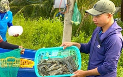 Tôm nuôi ở Cà Mau "bán rẻ nghiêm trọng", nông dân bất ngờ nói rằng, không biết vì sao