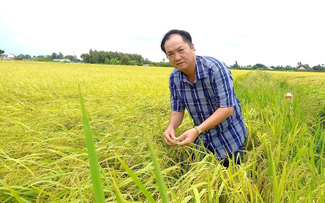 Nông dân Việt Nam xuất sắc 2024 đến từ Long An trồng giống lúa gì mà hạt dẻo thơm, lãi hơn 10 tỷ/năm?