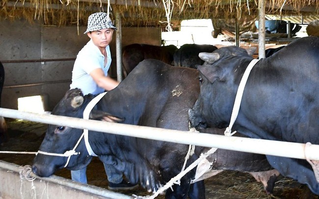 Nông dân Quảng Nam liên kết nuôi bò 3B vỗ béo từ kênh tín dụng tiện lợi