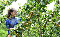 Loại cây thấp tè đã ra trái quá trời, nông dân nơi này của Lào Cai hái xuống ai trông thấy cũng muốn ăn