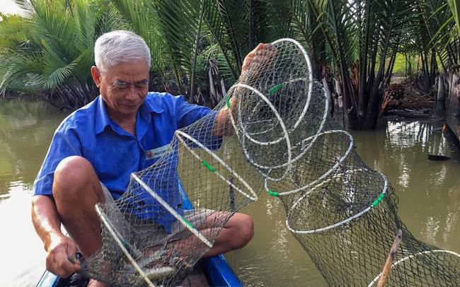 Vật nuôi chủ lực này được ông nông dân Cà Mau nuôi theo kiểu "thuận theo ý trời", bắt lên toàn con to bự