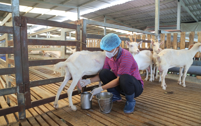 Video: Nông nghiệp đô thị - độc đáo trang trại nuôi dê vắt sữa tươi của anh nông dân Bình Chánh