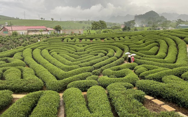 Nhà vườn "đánh thức" du lịch trên cao nguyên Mộc Châu