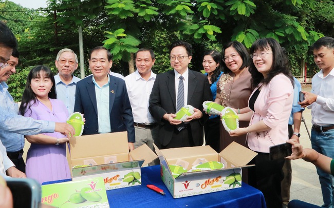 An Giang xuất khẩu lô xoài tượng da xanh đầu tiên của huyện Chợ Mới sang Mỹ, Úc