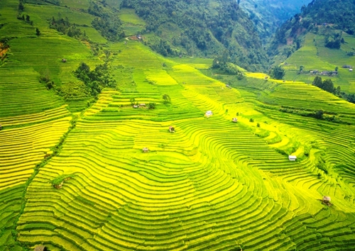 Sắc vàng ruộng bậc thang Liên Minh ở Sa Pa