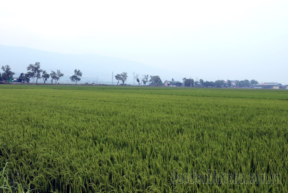 Chống hạn cho lúa đông xuân