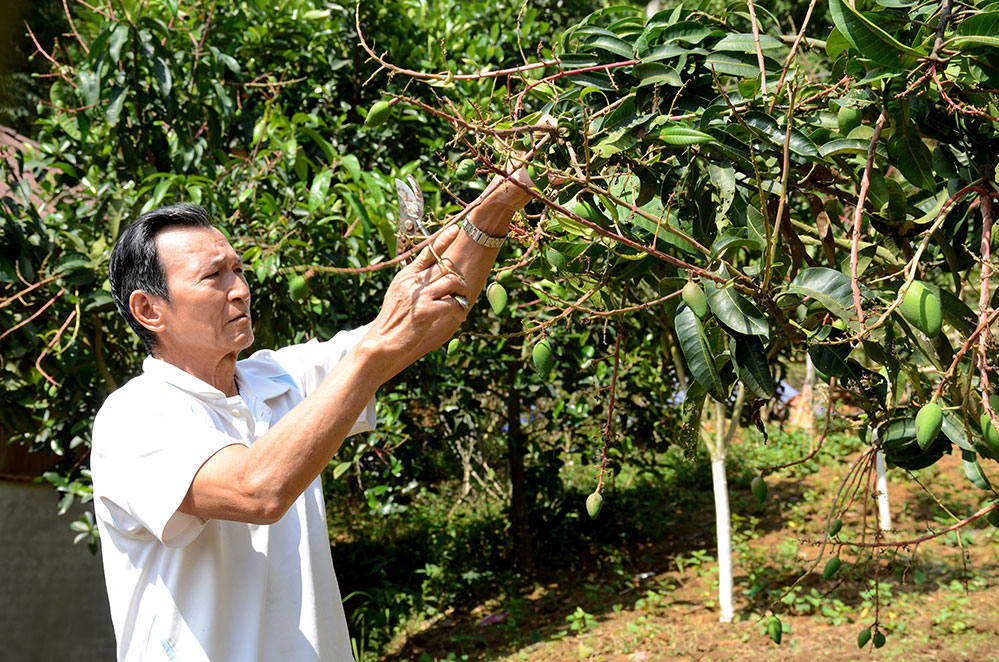 Phát triển cây ăn quả theo hướng bền vững