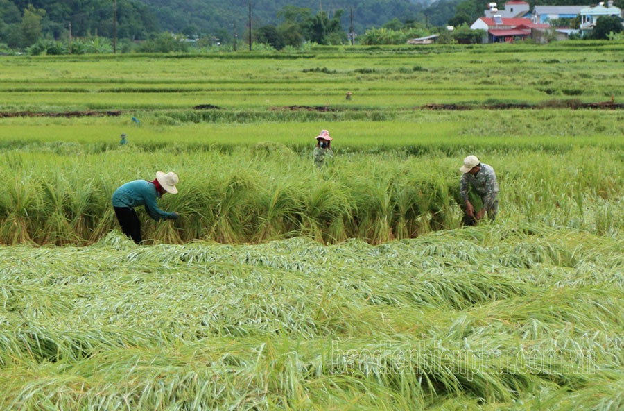 Mưa lớn gây thiệt hại khoảng 5 tỷ đồng tại huyện Tuần Giáo