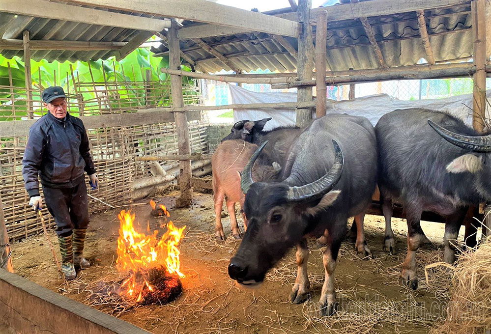 Chủ động tránh rét cho vật nuôi