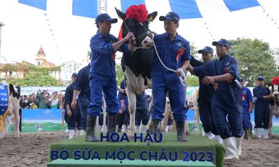 Tân Hoa hậu bò sữa Mộc Châu 2023 và lượng sữa kỷ lục