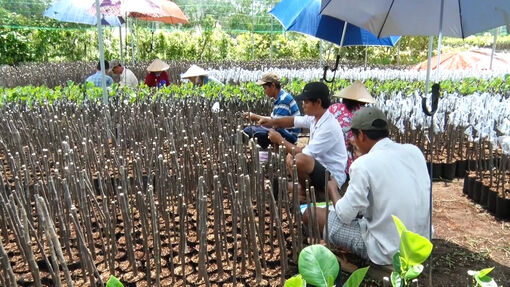 Chợ Lách phát huy hiệu quả phong trào nông dân thi đua sản xuất, kinh doanh giỏi