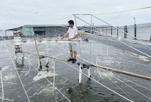 Tiềm năng nuôi tôm công nghệ cao ở Thới Thuận