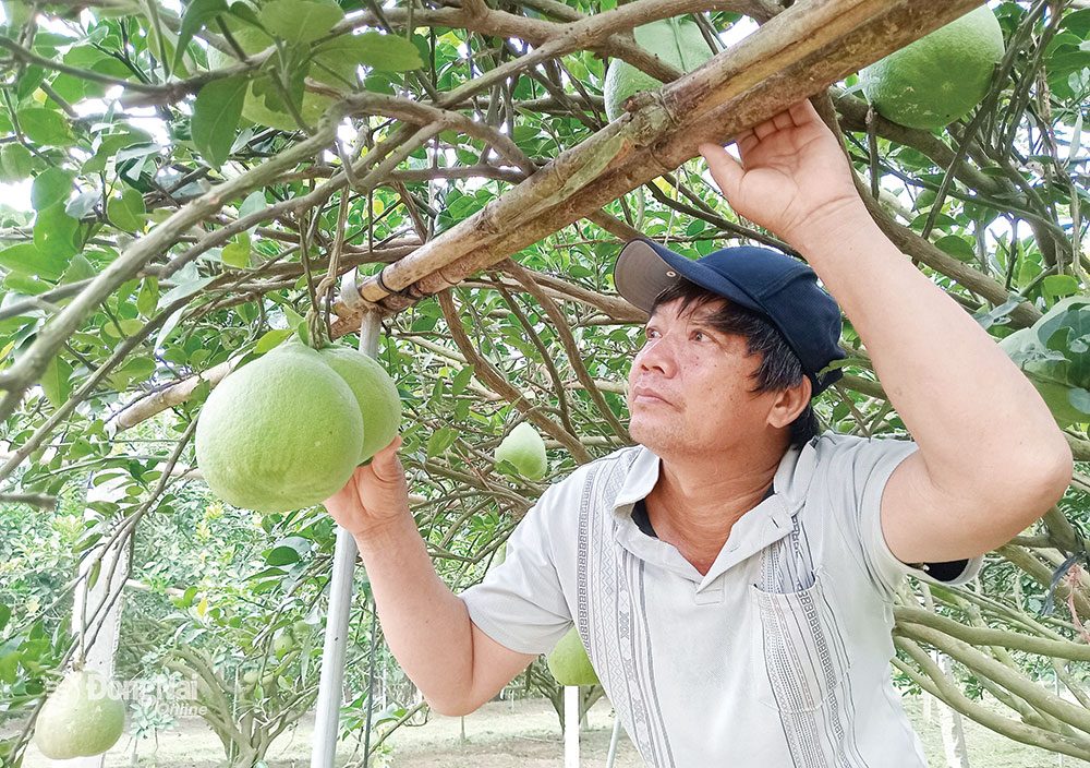 Vợ chồng nông dân ở ấp Cây Xoài