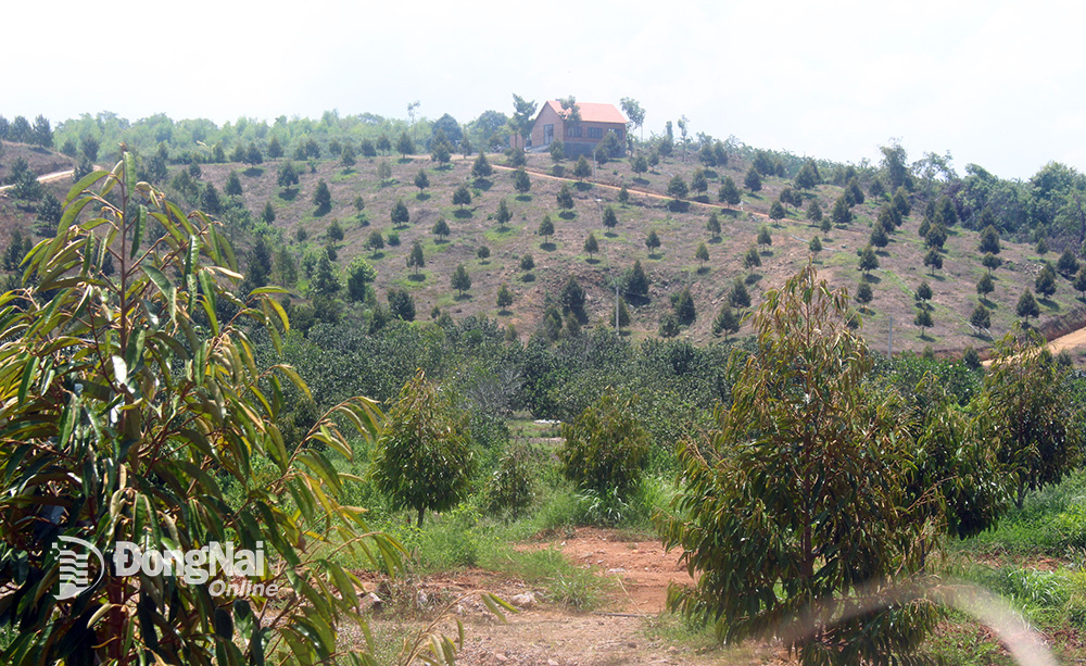 Nhà nông tiếp tục mong mưa