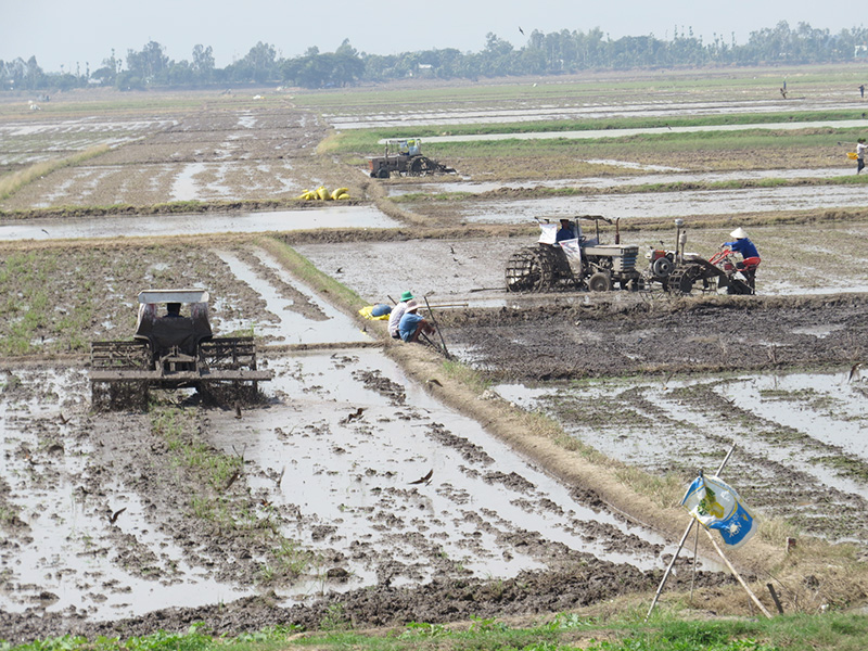 Huyện Tân Hồng dự kiến xuống giống hơn 10.000ha lúa thu đông